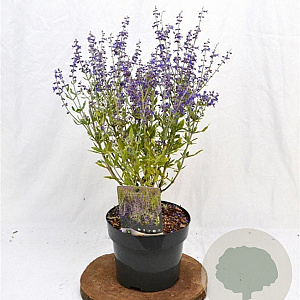 Perovskia atripl. 'Little Spire' 30-40 cm 3,0L