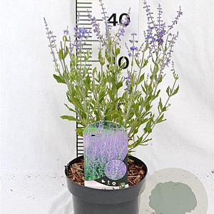 Perovskia atripl. 'Little Spire' 30-40 cm 3,0L