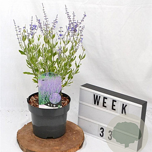 Perovskia atripl. 'Little Spire' 30-40 cm 3,0L