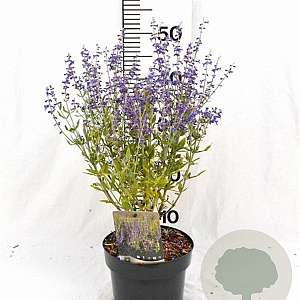 Perovskia atripl. 'Little Spire' 30-40 cm 3,0L