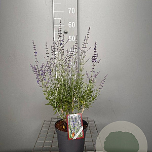 Perovskia atripl. 'Little Spire' 30-40 cm 3,0L