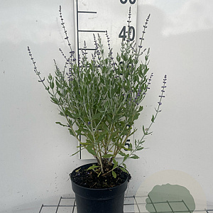 Perovskia atripl. 'Little Spire' GM 2,0L