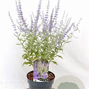 Perovskia atripl. Silvery Blue 30-40 cm 3,0L