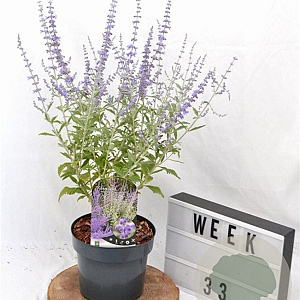 Perovskia atripl. Silvery Blue 30-40 cm 3,0L