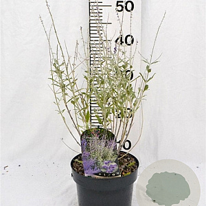 Perovskia atripl. Silvery Blue 30-40 cm 3,0L