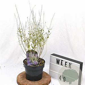 Perovskia atripl. Silvery Blue 30-40 cm 3,0L