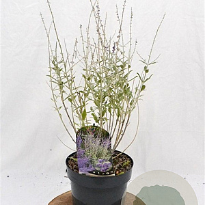 Perovskia atripl. Silvery Blue 30-40 cm 3,0L