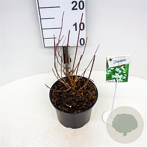 Philadelphus 'Lemoinei' 30-40 cm 3,0L