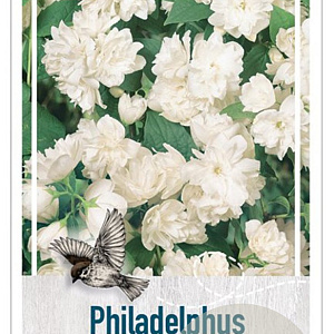 Philadelphus 'Virginal' 30-40 cm 3,0L