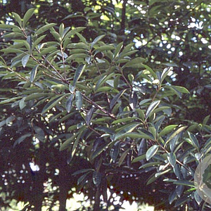 Photinia davidsoniae GM P9