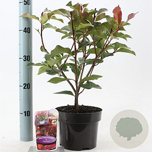 Photinia fraseri 'Camilvy' 25-30 cm 2,0L