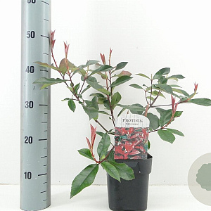 Photinia fraseri 'Red Robin' 30 cm 2,0L