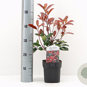 Photinia fraseri 'Red Robin' 30 cm 2,0L