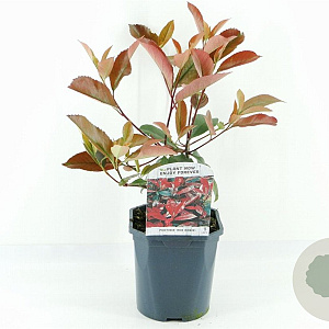 Photinia fraseri 'Red Robin' 30 cm 2,0L