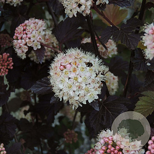 Physocarpus opulifolius 'Red Lady' 25-30 cm 2,0L