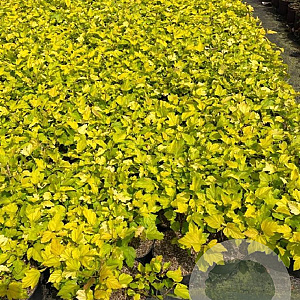 Physocarpus opulif. 'Dart's Gold' 30-40 cm 3,0L