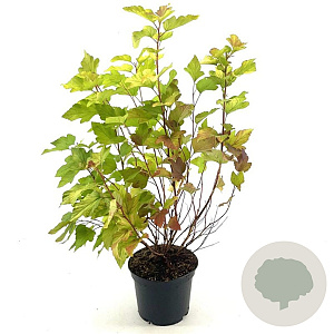 Physocarpus opulif. 'Dart's Gold' 30-40 cm 3,0L
