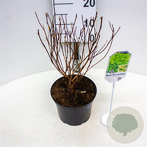 Physocarpus opulif. 'Dart's Gold' 30-40 cm 3,0L