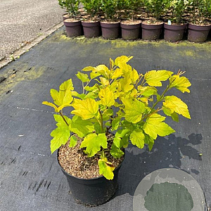 Physocarpus opulif. 'Dart's Gold' 30-40 cm 3,0L