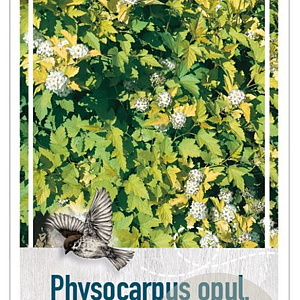 Physocarpus opulif. 'Nugget' 30-40 cm 3,0L