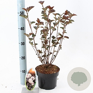Physocarpus opulif. 'Red Baron' 25-30 cm 2,0L