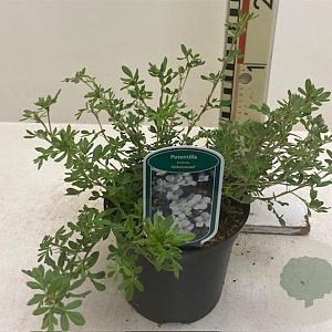 Potentilla f. 'Abbotswood' 25-30 cm 2,0L