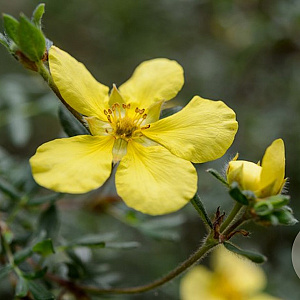 Potentilla f. 'Katherine Dykes' 25-30 cm 2,0L