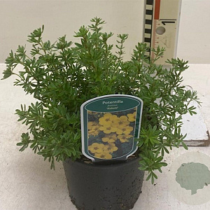 Potentilla f. 'Kobold' 25-30 cm 2,0L