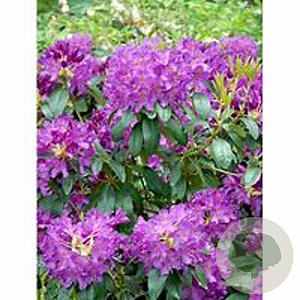 Rhododendron 'Lee's Dark Purple' 80-100 cm 10L