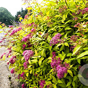Spiraea bumalda 'Goldflame' 25-30 cm 2,0L