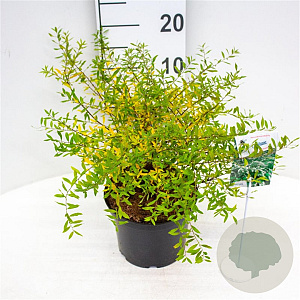 Spiraea cinerea 'Grefsheim' 30-40 cm 3,0L