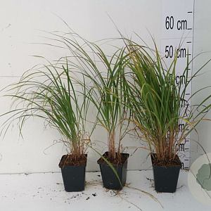Calamagrostis brachytricha GM P9