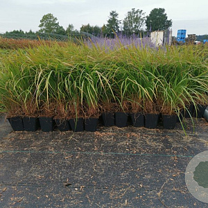 Calamagrostis brachytricha GM P9
