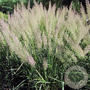 Calamagrostis brachytricha GM P9