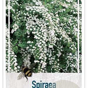 Spiraea vanhouttei 30-40 cm 3,0L