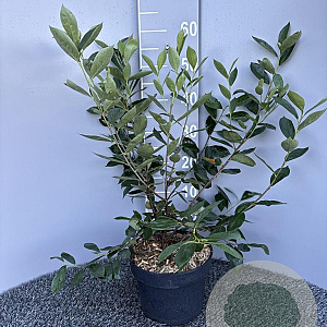 Aronia melanocarpa 'Hugin' 50-60 cm 5,0L