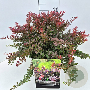 Berberis thunb. 'Atropurpurea Nana' 30-40 cm 10L