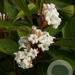 Viburnum farreri 'Nanum' 25-30 cm 2,0L