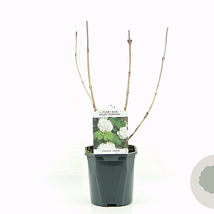 Viburnum opulus 'Roseum' 25-30 cm 2,0L