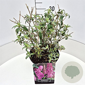 Buddleja d. 'Pink Delight' 40 cm 10L