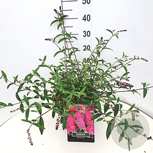 Buddleja d. 'Royal Red' 40 cm 10L