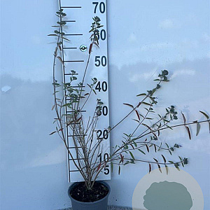 Caryopteris cland. 'Heavenly Blue' 40-60 cm 2,0L