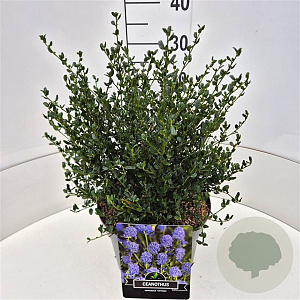 Ceanothus impressus 'Victoria' 30-40 cm 10L