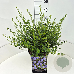 Ceanothus impressus 'Victoria' 30-40 cm 10L