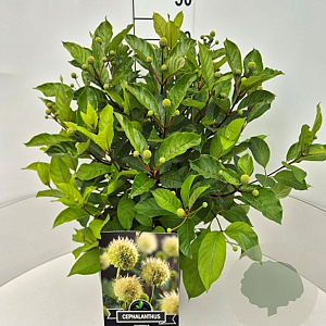 Cephalanthus occidentalis 35-40 cm 10L
