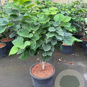 Cercis chinensis 'Avondale' 80-100 cm 20L