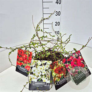 Chaenomeles sup. Pink Trail 40 cm 10L