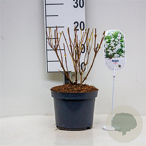 Weigela 'Candida' 30-40 cm 3,0L