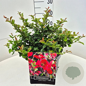 Chaenomeles sup. 'Red Trail' 40 cm 10L