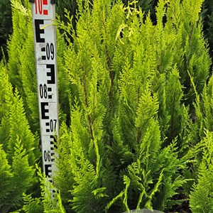 Chamaecyparis l. 'Ivonne' 100-120 cm met kluit